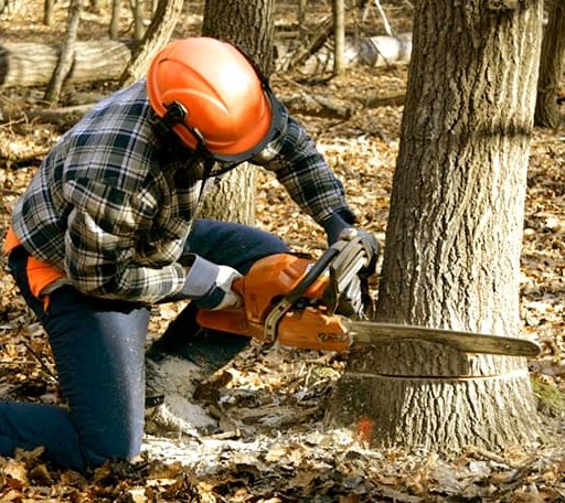 Tree Removal in Palco, KS